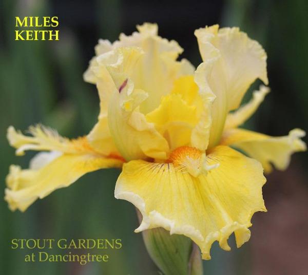 Yellow tall bearded iris flower 'Miles Keith' is shown, with long tattered horns at 'Stout Gardens at Dancingtree'.