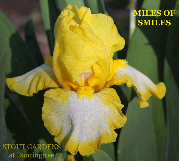 Yellow and white intermediate bearded iris flower named 'Miles of Smiles' in the garden at 'Stout Gardens at Dancingtree'.