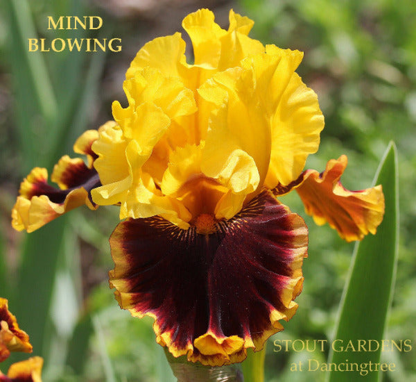 Yellow and brown tall bearded iris flower 'MIND BLOWING' shown at 'STOUT GARDENS at Dancingtree'.