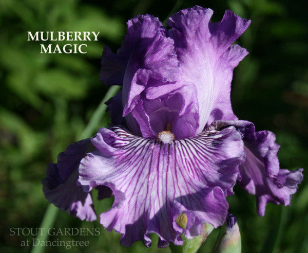 Iris 'MULBERRY MAGIC', purple tall bearded iris at 'Stout Gardens at Dancingtree'.