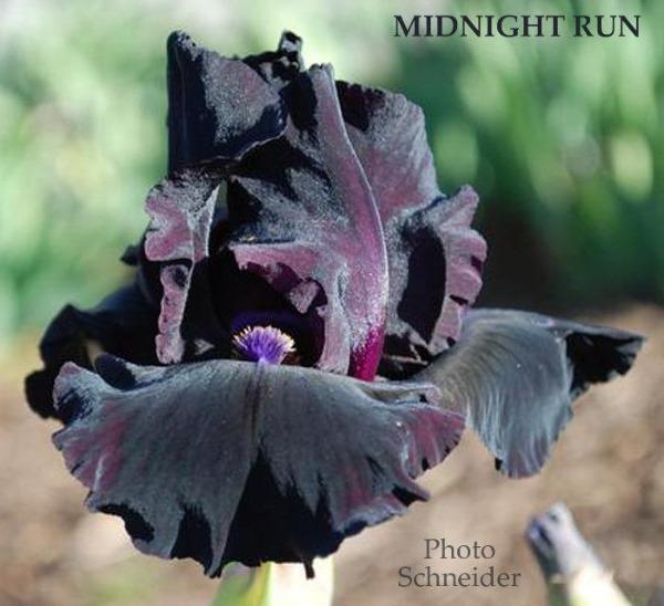 Purple and black intermediate bearded iris flower named 'Midnight Run' in the garden at 'Stout Gardens at Dancingtree'.