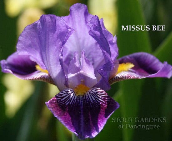 Miniature tall bearded iris 'Missus Bee' is pictured showing light purple over dark purple falls at 'Stout Gardens At Dancingtree'.