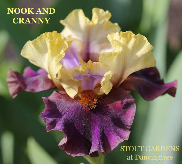 Purple and yellow intermediate bearded iris flower named 'Nook and Cranny' by Hugh Stout Jr. available at 'Stout Gardens at Dancingtree'.