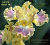 A close-up image of a yellow and purple intermediate bearded Iris flower named 'NOVIA' by Hugh Stout Jr. available at 'Stout Gardens at Dancingtree'.