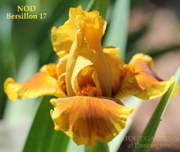 Yellow standard dwarf bearded iris flower with brown falls 'NOD' at 'Stout Gardens at Dancingtree'.