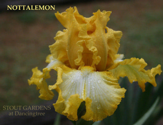 Tall bearded iris 'Notta Lemon' close-up displaying yellow and white colors at 'Stout Gardens At Dancingtree'.