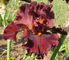 Dark red tall bearded iris flower 'Over Heated' by Lynda Miller.