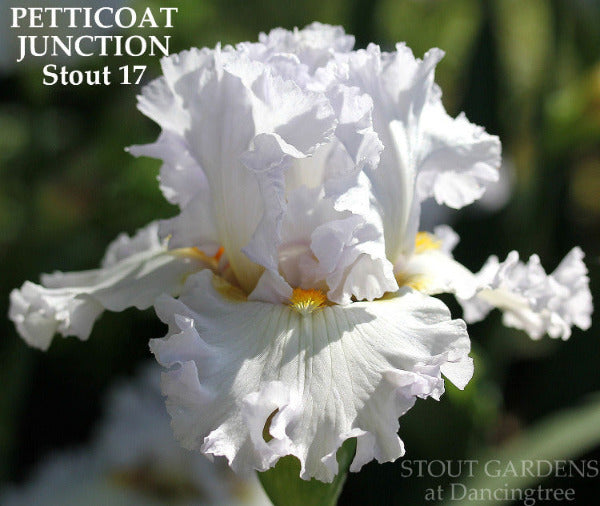 White, ruffled tall bearded iris flower 'Petticoat Junction' by Stout is seen up close at 'Stout Gardens at Dancingtree'.