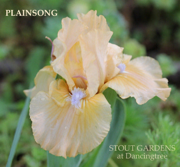 Orange standard dwarf bearded iris flower, 'Plainsong' at 'Stout Gardens at Dancingtree'.