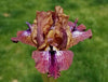 Close-up of a purple and brown plicata standard dwarf bearded iris flower, 'Prickles' at 'Stout Gardens at Dancingtree'.
