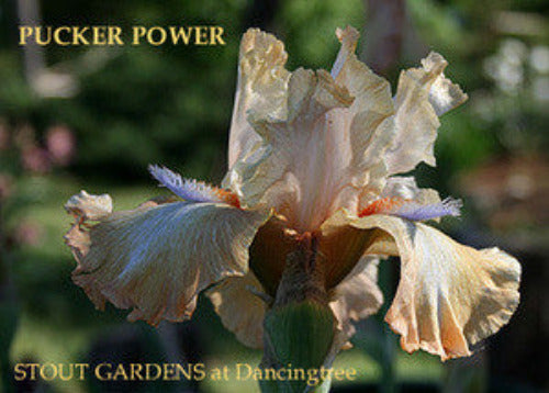 Iris 'PUCKER POWER' is displayed. Light orange toned space-age with violet horns, tall bearded iris by Burseen, at 'Stout Gardens At Dancingtree'.