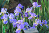 Clump of a purple and white luminata standard dwarf bearded iris flower, 'Quench', at 'Stout Gardens at Dancingtree'.