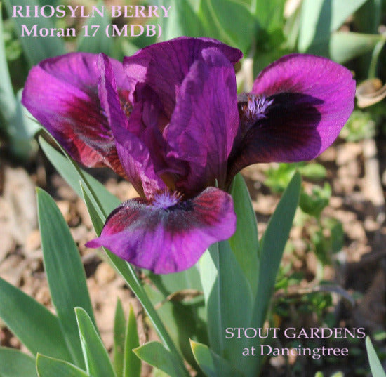 Purple and red miniature dwarf bearded iris flower called 'Rhoslyn Berry' in the garden at 'Stout Gardens at Dancingtree'.