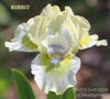 Green and white miniature dwarf bearded iris, 'Ribbit' at 'Stout Gardens at dancingtree'.