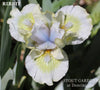 Green and white miniature dwarf bearded iris, 'Ribbit' at 'Stout Gardens at dancingtree'.