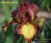 Iris RED HOT CHILI