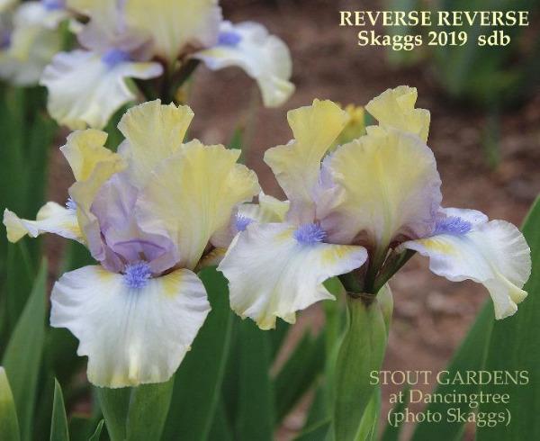 Clump of yellow and blue standard dwarf bearded iris flowers, 'REVERSE REVERSE' available at 'Stout Gardens at Dancingtree'.