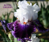 Tall bearded iris, 'ROYAL ORDERS',  photo with white and purple bi-colored flower at 'Stout Gardens At Dancingtree'.