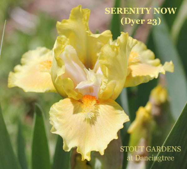 Peachy yellow standard dwarf bearded iris called 'Serenity Now' available at 'Stout Gardens at Dancingtree'.