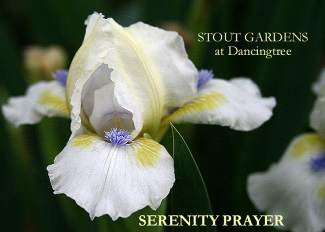 An image of a standard dwarf bearded Iris called 'Serenity Prayer' at 'Stout Gardens at Dancingtree'.