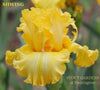 A close-up image of a yellow space age border bearded iris flower named 'Shwing' by Hugh Stout Jr. available at 'Stout Gardens at Dancingtree'.