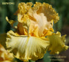 A close-up image of a yellow space age border bearded iris flower named 'Shwing' by Hugh Stout Jr. available at 'Stout Gardens at Dancingtree'.