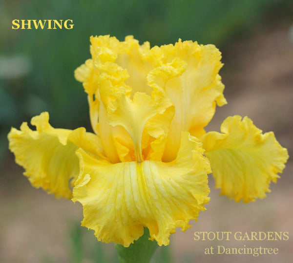 A close-up image of a yellow space age border bearded iris flower named 'Shwing' by Hugh Stout Jr. available at 'Stout Gardens at Dancingtree'.