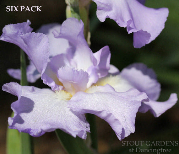 A close-up image of a cluster of purple iris flowers with a label that reads 'SIX PACK' at the top. At 'Stout Gardens At Dancingtree'.
