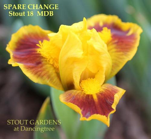 A yellow and auburn reddish brown miniature dwarf bearded iris flower called 'Spare Change' in the garden at 'Stout Gardens at Dancingtree'.