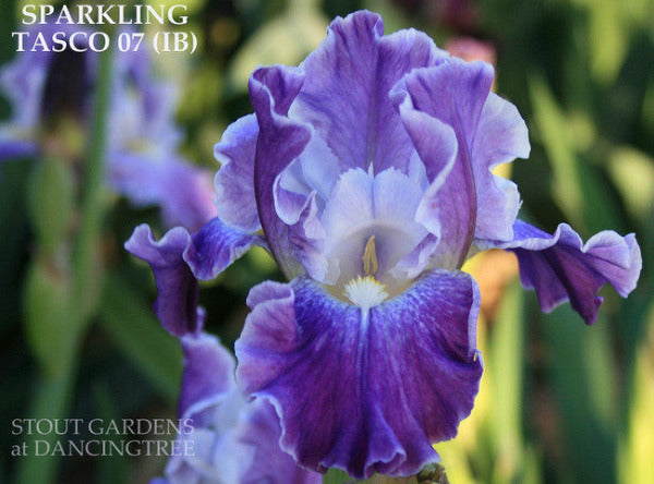 A close-up of a purple and white intermediate bearded iris flower named 'Sparkling' in the garden at 'Stout Gardens at Dancingtree'.