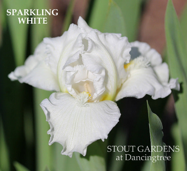 White iris flower called 'Sparkling White' at 'Stout Gardens at Dancingtree'.