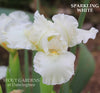 White iris flower called 'Sparkling White' at 'Stout Gardens at Dancingtree'.