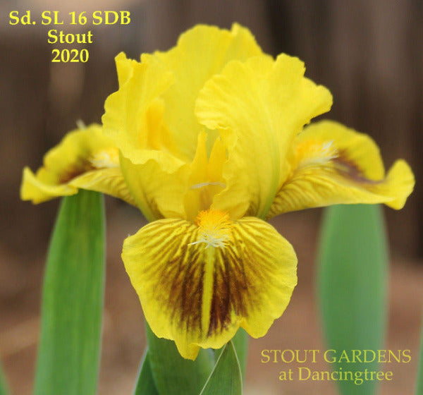 Yellow and brown standard dwarf bearded iris flower called 'Songebob' available at 'Stout Gardens at Dancingtree'.