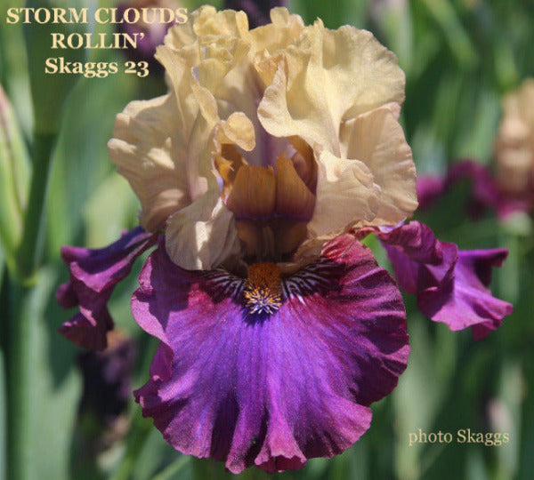 Tan and purple intermediate bearded iris flower named 'Storm Clouds Rollin' available at 'Stout Gardens at Dancingtree'.