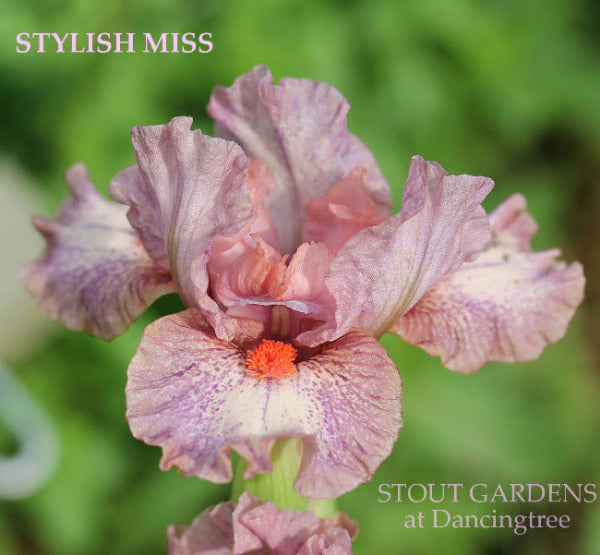 Pink and white plicata standard dwarf bearded iris flower called 'Stylish Miss' at 'Stout Gardens at Dancingtree'.