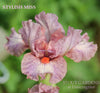 Pink and white plicata standard dwarf bearded iris flower called 'Stylish Miss' at 'Stout Gardens at Dancingtree'.