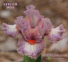 Pink and white plicata standard dwarf bearded iris flower called 'Stylish Miss' at 'Stout Gardens at Dancingtree'.