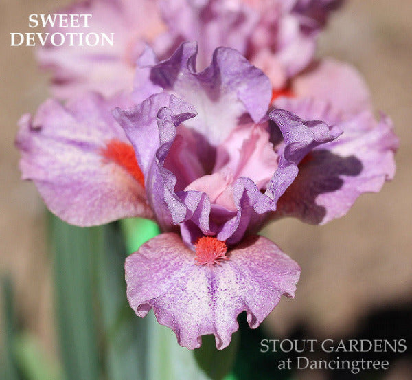 Close-up of a purple plicata standard dwarf bearded iris flower called 'Sweet Devotion' in the garden at 'Stout Gardens at Dancingtree'.
