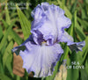 Close-up of blue tall bearded iris 'Sea Of Love' at 'Stout Gardens At Dancingtree'.