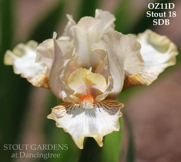 pink and white plicata standard dwarf bearded iris flower called 'Smallville, by Hugh Stout Jr. at 'Stout Gardens at Dancingtree'.