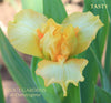 Yellow standard dwarf bearded iris flower called 'Tasty' at 'Stout Gardens at Dancingtree'.