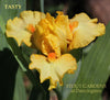 Yellow standard dwarf bearded iris flower called 'Tasty' at 'Stout Gardens at Dancingtree'.