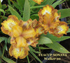 Clump of a yellow and brown plicata miniature dwarf bearded iris flower called 'Teacup Sonata' available at 'Stout Gardens at Dancingtree'.