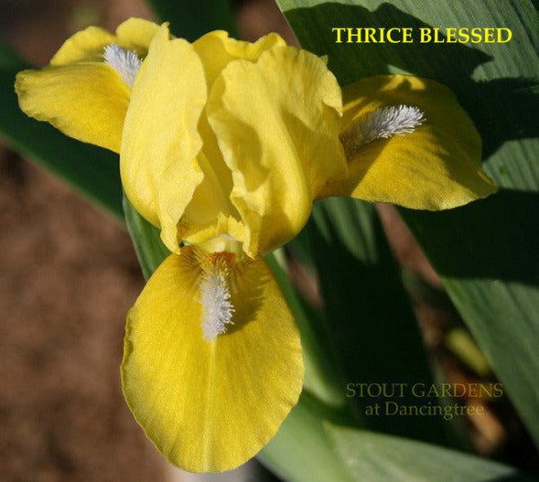 Yellow standard dwarf bearded iris flower called 'Thrice Blessed' at 'Stout Gardens at Dancingtree'.