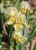 A clump of a yellow standard dwarf bearded iris flower called 'Tiger on the Green' available from 'Stout Gardens at Dancingtree'.