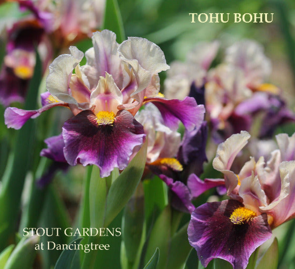 Violet blue and purple intermediate bearded iris flowers named 'TOHU BOHU' in the garden at 'Stout Gardens at Dancingtree'.