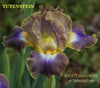 Purple and yellow luminata standard dwarf bearded iris flower called 'Tutenstein' by Hugh Stout Jr. in the garden at 'Stout Gardens at Dancingtree'.