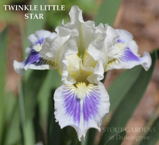 White and blue miniature dwarf bearded iris flower called 'Twinkle Little Star' at 'Stout Gardens at Dancingtree'.