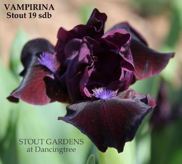 Purple standard dwarf bearded iris flower called 'Vampirina' by Hugh Stout Jr. in the garden at 'Stout Gardens at Dancingtree'.