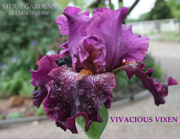 Red purple tall bearded iris 'VIVACIOUS VIXEN' at 'Stout Gardens At Dancingtree'.